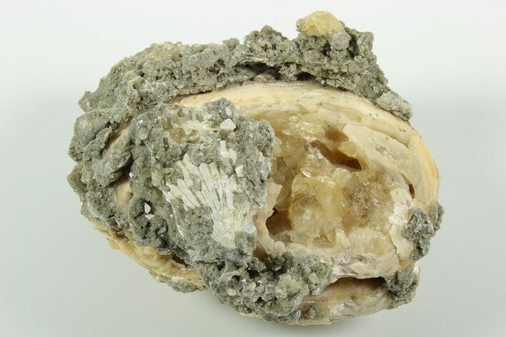 Fossil Clam with Fluorescent Calcite Crystals - Ruck's Pit, FL #191755